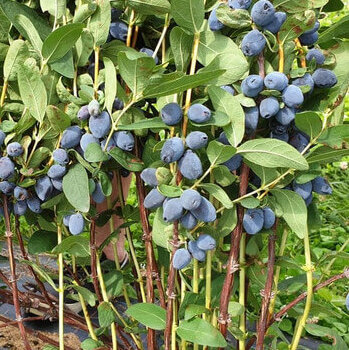 Giant’s Heart, Late Blooming Honeyberry (Haskap)