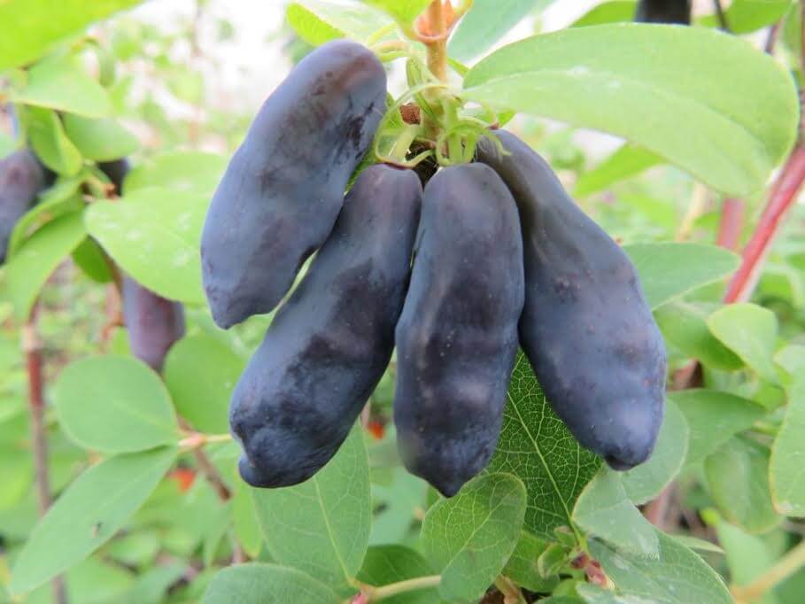 Blue Banana, Early/Mid Blooming Honeyberry (Haskap)