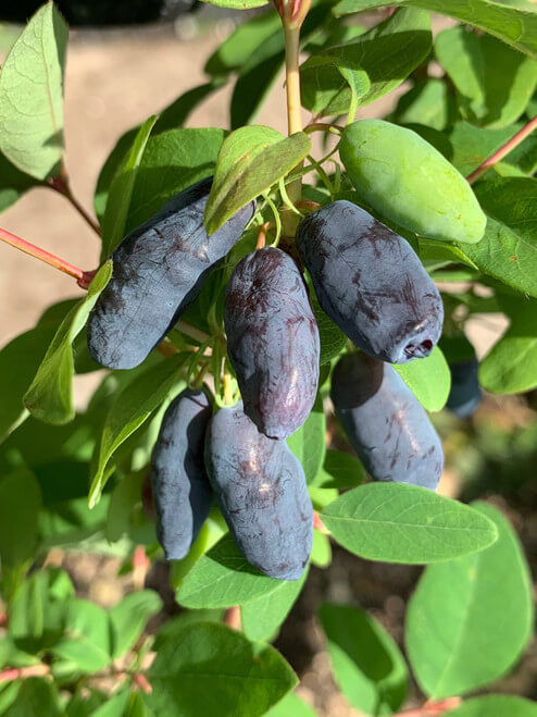 New Honey Gin, Mid Blooming Honeyberry (Haskap)