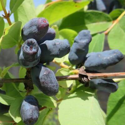 Blue Moose, Mid Blooming Honeyberry (Haskap)