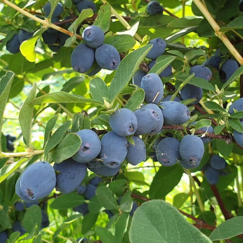 Strawberry Sensation, Late Blooming Honeyberry (Haskap)