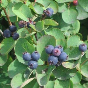 Pembina, Serviceberry