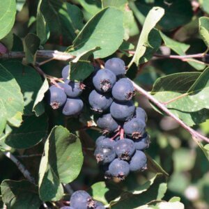 Smoky, Serviceberry