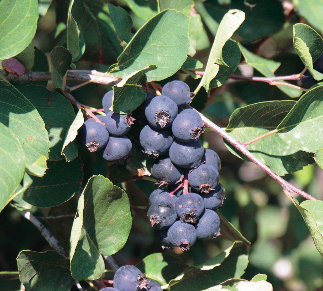 Smoky, Serviceberry