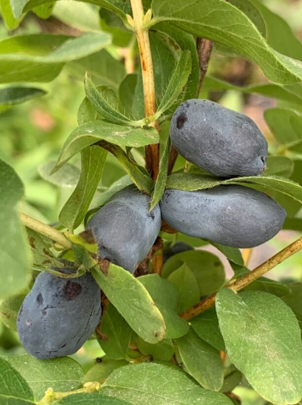 Blue Typhoon, Late Blooming Honeyberry (Haskap)