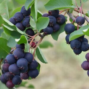 Martin, Serviceberry