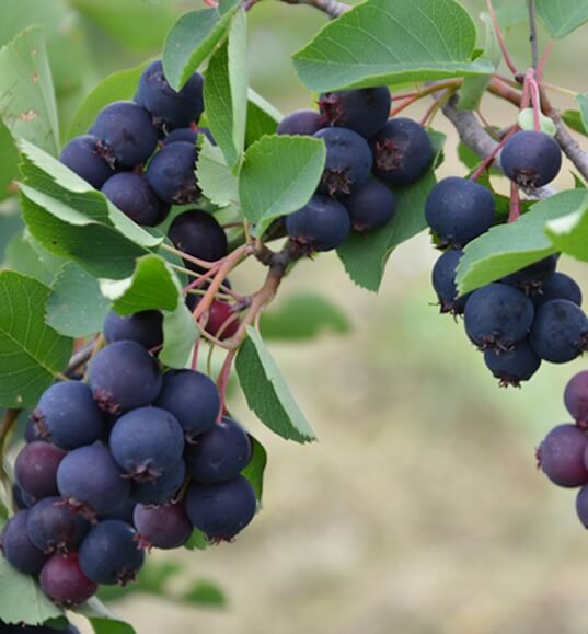 Martin, Serviceberry
