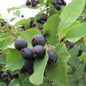 Northline, Serviceberry